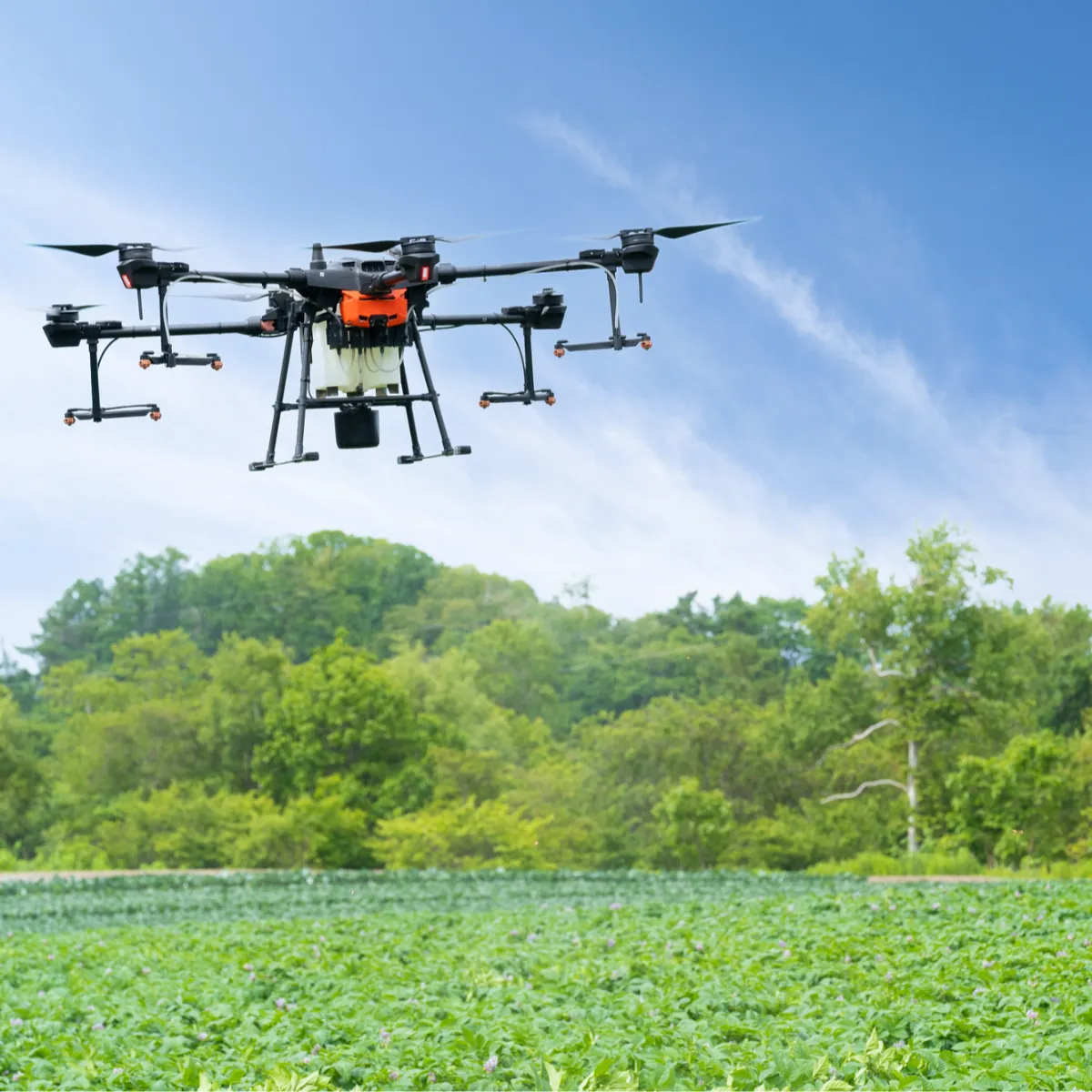 朝日に照らされる畑