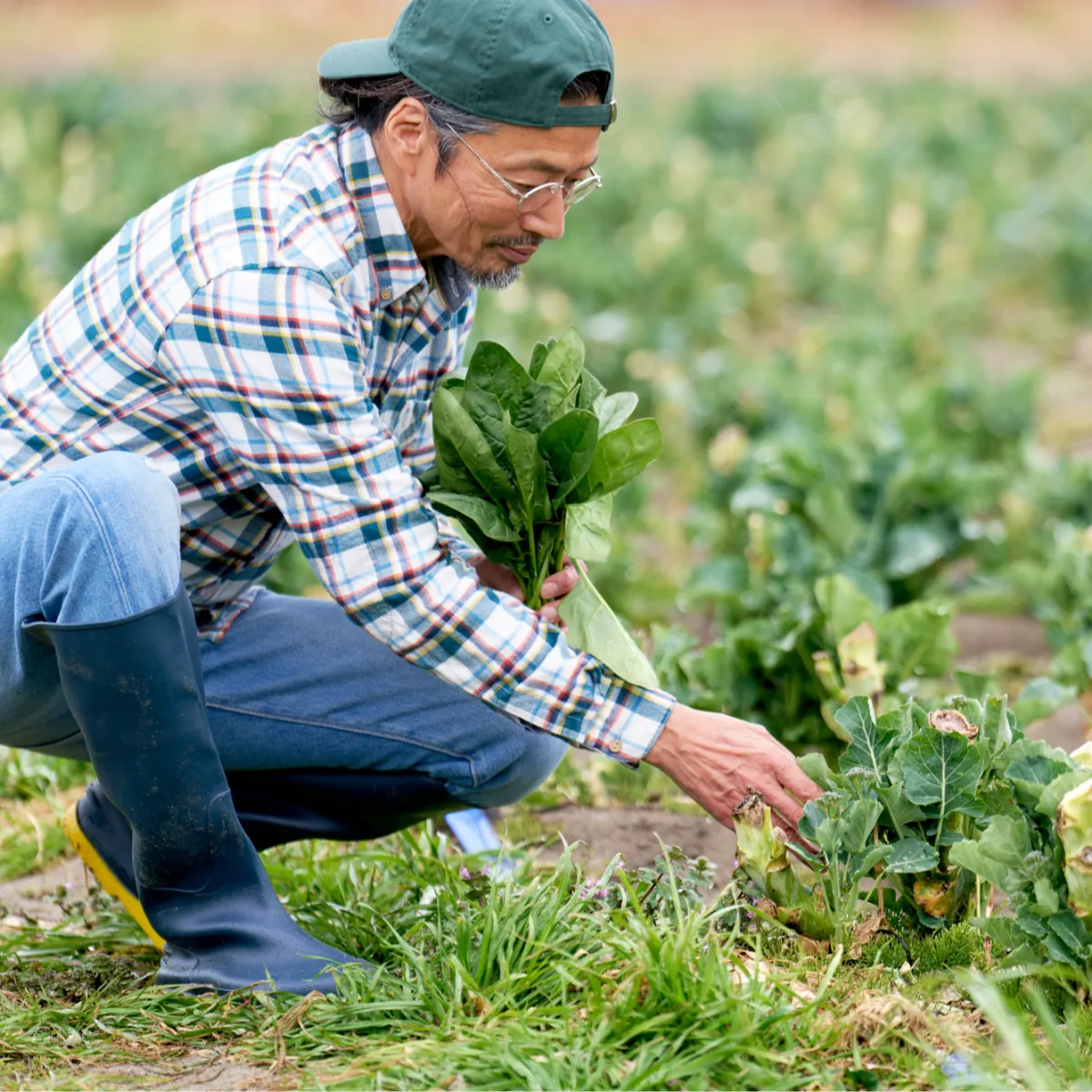 丁寧な手摘み収穫