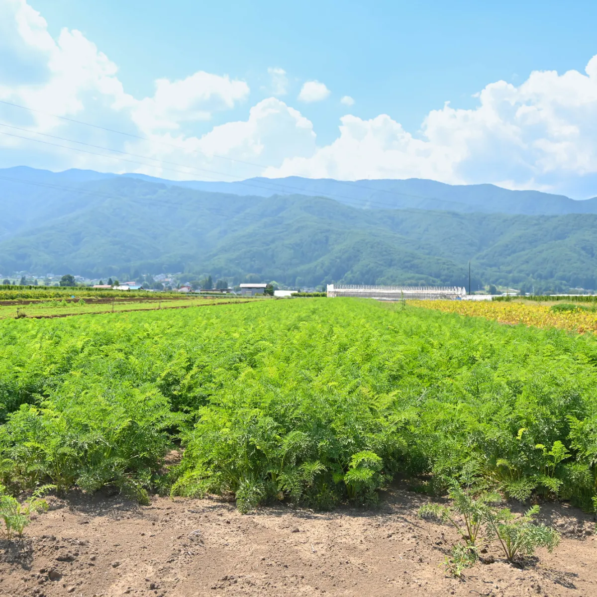 緑あふれる農園全景