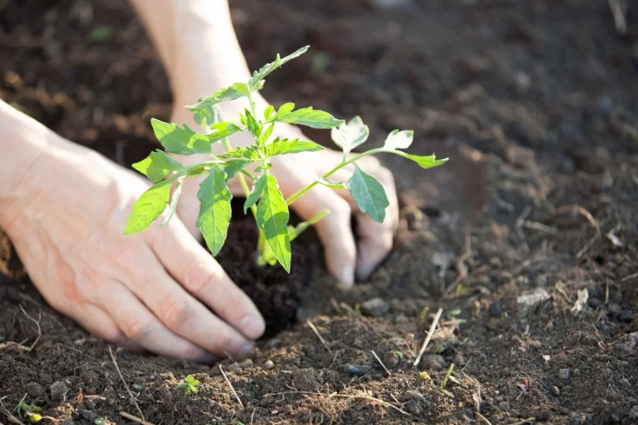 完熟トマト こだわりポイント01