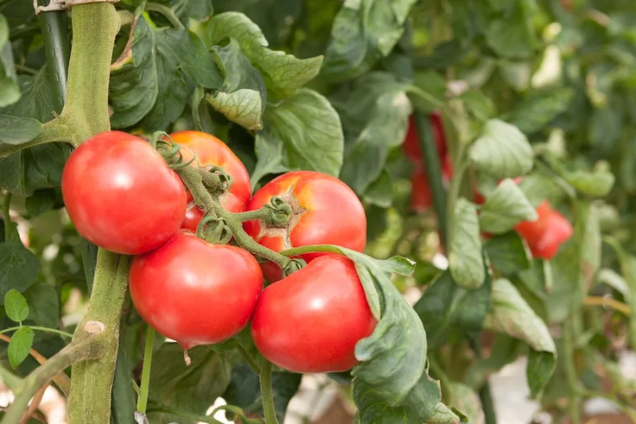 完熟トマト こだわりポイント02