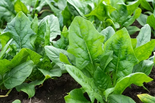 瑞々しいほうれん草