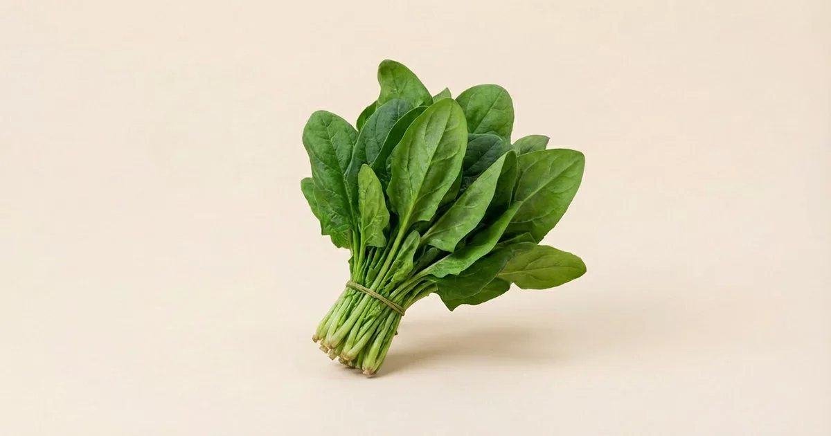 瑞々しいほうれん草