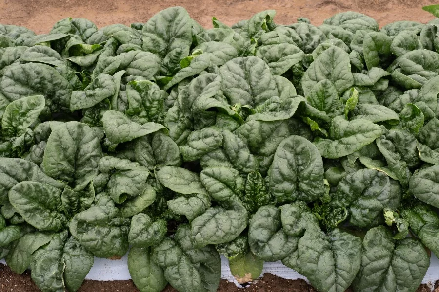 瑞々しいほうれん草 こだわりポイント01