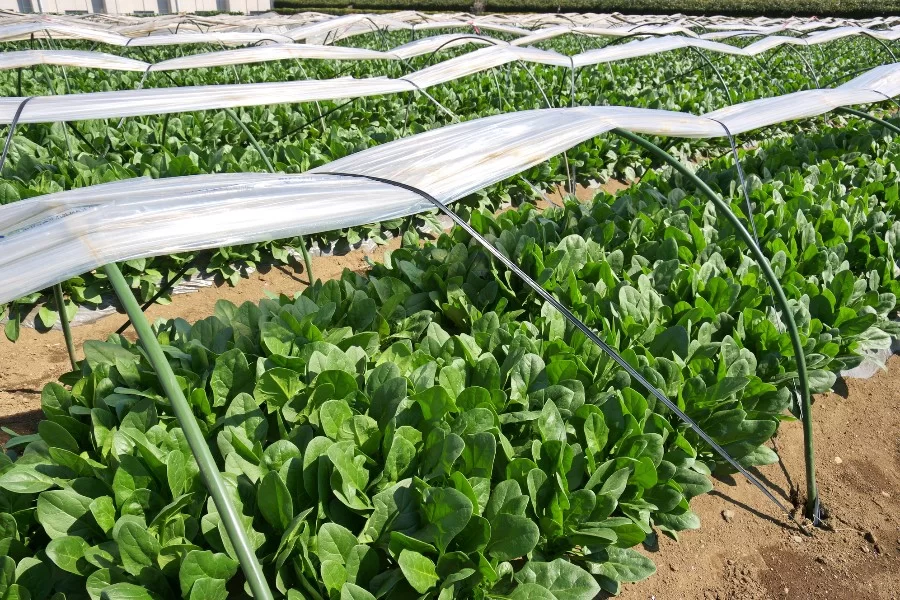 瑞々しいほうれん草 こだわりポイント02