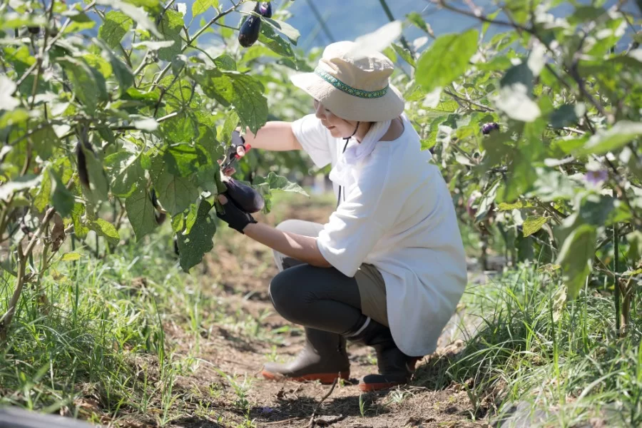 艶やかナス こだわりポイント02