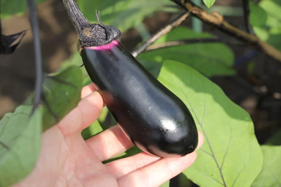 艶やかナス こだわりポイント03